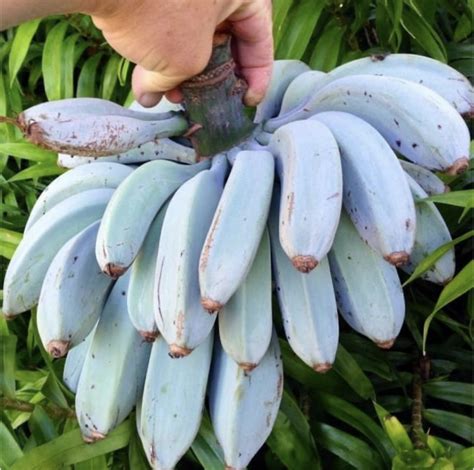 Blue Java Banana Price